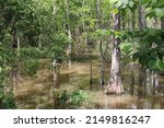 Small photo of Scenes From The Pearl River Swamp in Slidell Louisiana.