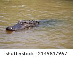 Small photo of Alligator In The Pearl River In Slidell Louisiana.