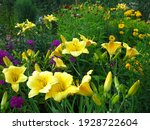 Flower Bed With Yellow...