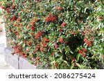 Firethorn Berries. White...