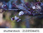 White Japanese Apricot Blossoms ...