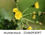 Prickly Sow Thistle. Asteraceae ...