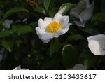 Cherokee Rose Flowers. Rosaceae ...
