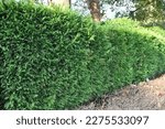 A hedge of Leyland cypress ( Cupressocyparis leylandii ). Cupressaceae evergreen coniferous tree. The leaves are dark green all year round and grow quickly, so they are used for hedges.