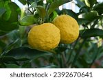 Yuzu (Citrus junos) fruits. The fruit season is from September to December, and it has a strong sour taste and is used as a spice in Japanese cuisine and as a herbal medicine.