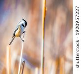 Black Capped Chickadee In An...