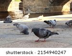 Birds Pigeons In The City Under ...