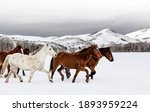 A mixed herd of wild and domesticated horses frolics on the Ladder Livestock ranch, at the Wyoming-Colorado border. Original image from Carol M. 
