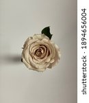 Small photo of Champagne rose close-up white background open bloom leaf quicksand