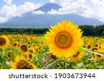 Mt. Fuji and sunflower fields in Yamanakako Village, Yamanashi Prefecture, Japan