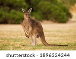 Australian Kangaroo Heirisson...