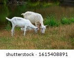 Two White Goats Stand In The...