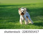 Dog breed Yorkshire terrier on green grass