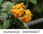 Small photo of Lantana is a genus of the verbenaceae family with more than 100 species, mostly American. It comprises 314 described species and of these, only 131 accepted.