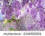 Wisteria Blooms In Spring In...