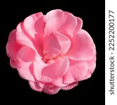 Pink camellia flower isolated...