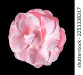 Pink camellia flower isolated...