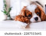 Small photo of Portrait of a beloved puppy Cavalier King Charles Spaniel at home. Animal emotions, pets.