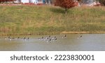 A Flock Of Geese Meandering In...