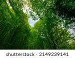 Carbon neutral or carbon net-zero concept background photo. Low angle view of lush forest.