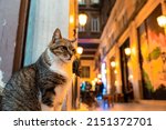 Portriat of a stray cat near the Syria Arcade or Passage or Suriye Pasaji in Istiklal Avenue in Istanbul. Catstantinople or Catstanbul background photo.