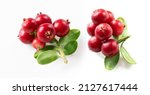 Small photo of lingonberry twigs with leaves isolated on white background. Isolated bearberry with leaves. Clipping path.