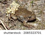 Small photo of The common midwife toad (Alytes obstetricans) male with a clutch of eggs around his legs