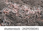 Small photo of Wriggly worms in a wormery making compost made from worm casts for fertilising plants
