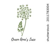 Queen Anna Lace Flower Vector....