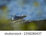 Small photo of Common gull or sea mew (Larus canus) sitting on a nest on rock.