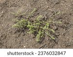 Small photo of Prickly saltwort or prickly glasswort (Salsola kali) growing in sandy coastal soil on the island of Jussaro in summer, Rasepori, Finland.