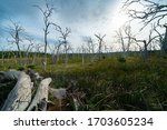 Small photo of Forest of bare dead wriggly trees in Great Otway National Park, Victoria, Australia.