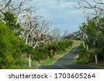 Small photo of Forest of bare dead wriggly trees in line both sides of Great Ocean Road in Otway National Park, Victoria, Australia.
