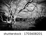 Small photo of Eerie grove of bare dead wriggly trees in creepy black and white image in Great Otway National Park, Victoria, Australia.