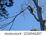 Small photo of Tauranga New Zealand - June 13 2023; Arborist with chainsaw roped high in tree pruning branches