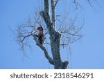 Small photo of Tauranga New Zealand - June 13 2023; Arborist with chainsaw roped high in tree pruning branches