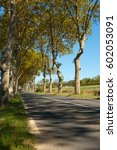 Small photo of Wriggly tree trunks and green and golden foliage cast shadows across typical plane tree lined French road