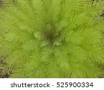 a bird's eye view of a tropical ... | Shutterstock . vector #525900334