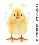 Small photo of Cute cool chick angel with aureole halo and wings, funny conceptual image