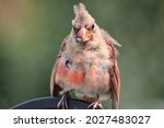 A Young Male Northern Cardinal. ...