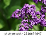Small photo of A beautiful, flowering heliotrope garden.