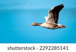 Small photo of Wild goose in flight over water
