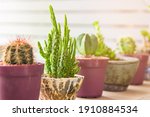 Collection Of Various Cactus In ...