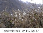 Small photo of Close up of Old man's beard or Goat's beard or Drummond's clematis or Texas virgin's bower found in Gilgit-Baltistan along the Karakoram Highway in the northern part of Pakistan.