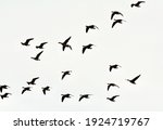 goose are flying in the high... | Shutterstock . vector #1924719767