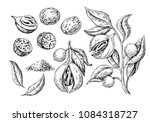 nutmeg spice vector drawing.... | Shutterstock .eps vector #1084318727