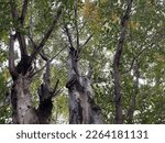 Large Tall Tree Branches Seen...