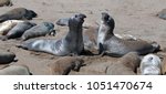 Northern Elephant Seals...