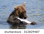 Brown Bear Eating Fish