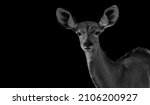 Kudu Cute Face On The Black...